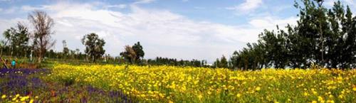 （湿地公园是婚纱拍照最佳景观地）