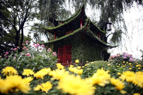 怒放的菊花