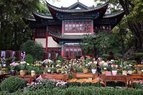 大观楼金秋菊花展，有500多个品种的菊花供游客、市民观赏