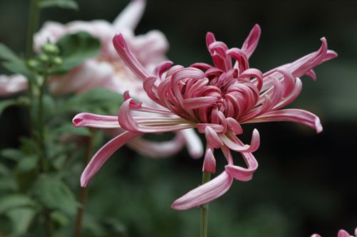 郑谷《菊》