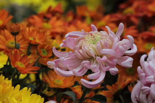 李商隐《菊花》
