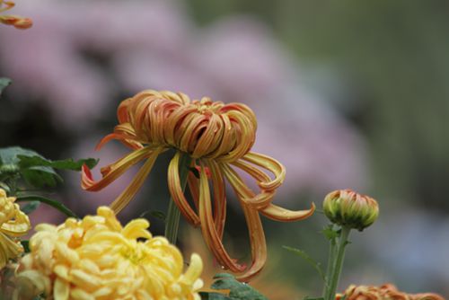 丘浚《咏菊》