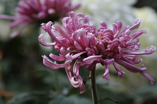 元稹《菊花》