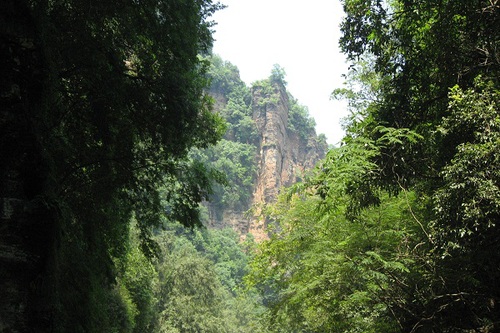 3.山高林密万物生长
