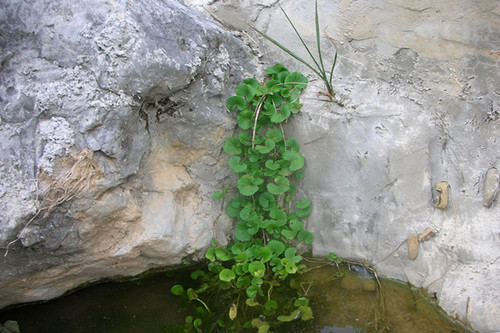 7.植根于石，日久弥坚