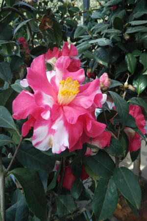 2.春天山间最早开放的喜庆的山茶花。.jpg