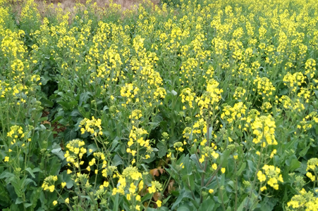 3.春之舞曲，田间油菜花是春天一道亮丽的风景。.jpg