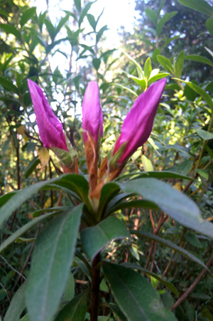 4.杜鹃花正在含苞待放。.jpg