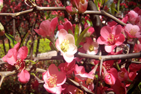 8.带刺而艳丽的木瓜花也是早春的一道美景。.jpg