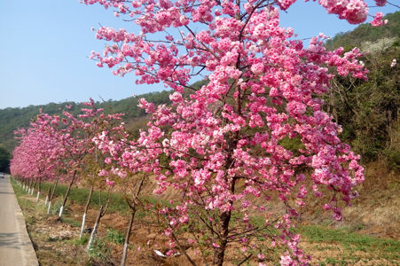 10.早春的华章——樱花灿烂.jpg
