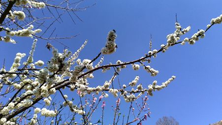 花团锦簇_副本.jpg