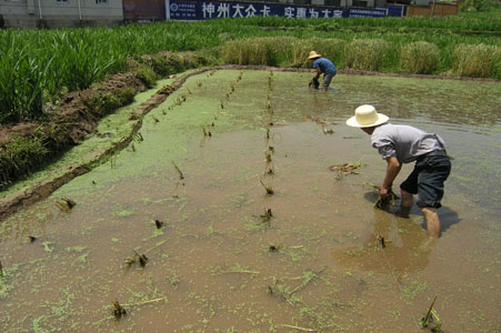 3农民忙栽插.jpg