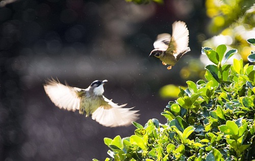 9呢喃报春.jpg