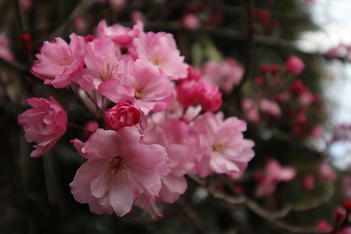 5有的斗艳争芳.jpg