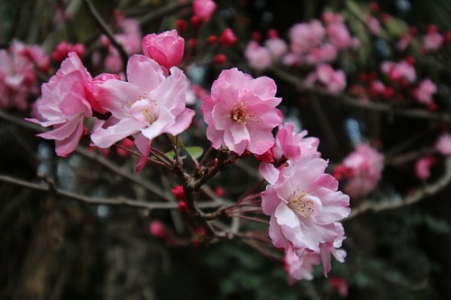 8菲菲红素轻.jpg