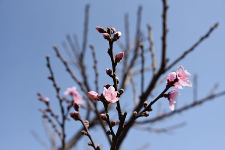 DSC_4651_副本_副本.jpg