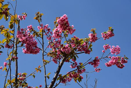 DSC_4684_副本_副本.jpg