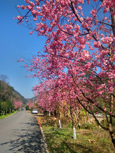 7螳川边的樱花大道_副本.jpg
