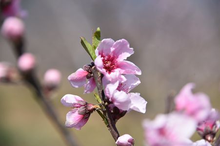 DSC_4610_副本.jpg