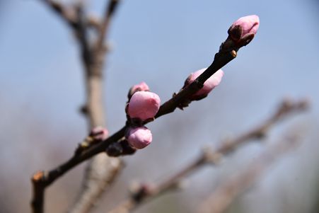DSC_4643_副本_副本.jpg