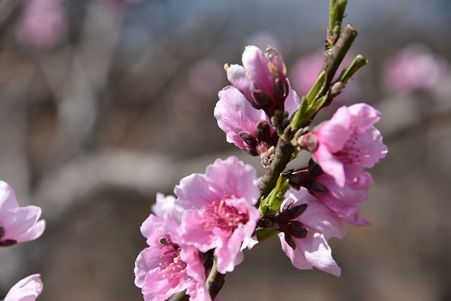 DSC_4633_副本.jpg