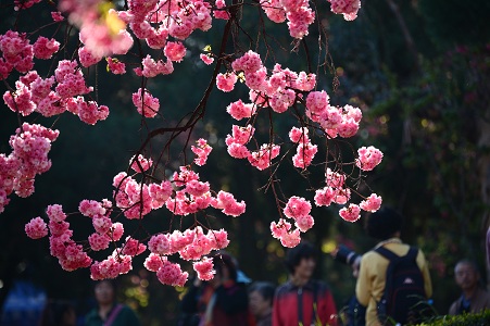 网站格式——2.犹有花枝俏.jpg