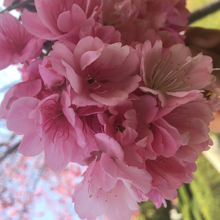 网站格式——4.花团锦簇.jpg