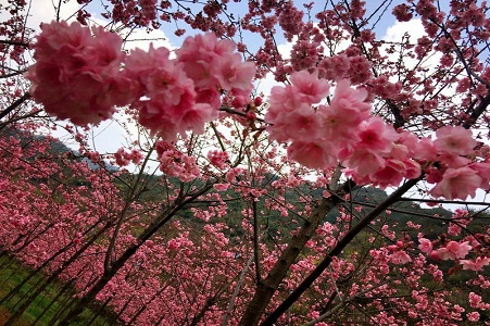 网站格式——6.春花蔽日.jpg