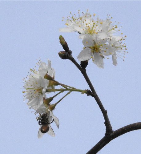 蜜藏花间.jpg