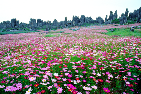 充满生机的乃古石林花海.png
