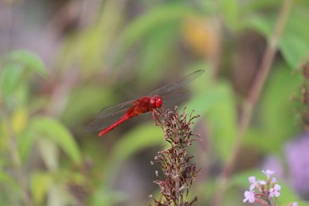 IMG_3577_副本.jpg