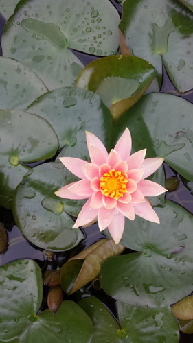 凌波仙子静中芳，也带酣红学醉妆.jpg