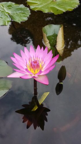 清水出芙蓉天然去雕饰.jpg