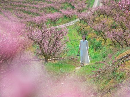 人面桃花.png