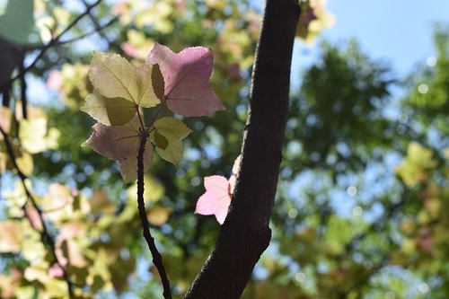 fl000044.jpg