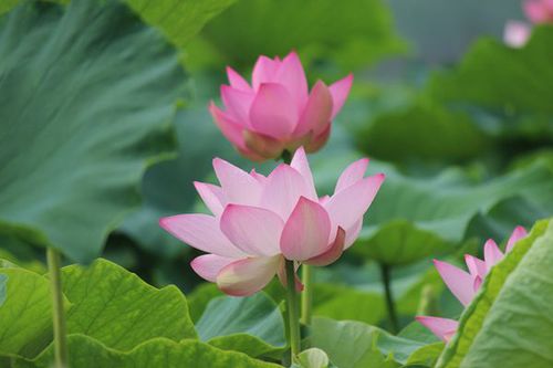 IMG_5050_副本.jpg