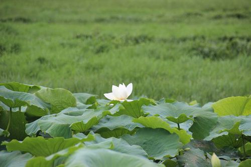 IMG_1795_副本.jpg