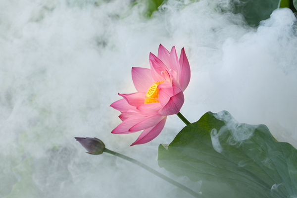 花中仙子_副本.jpg