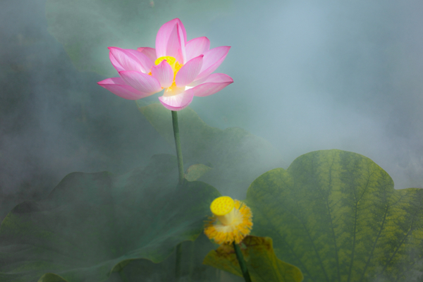 出水芙蓉_副本.jpg