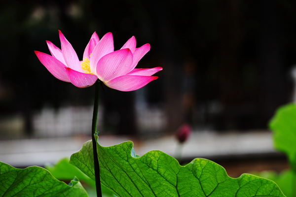 孤芳_副本.jpg