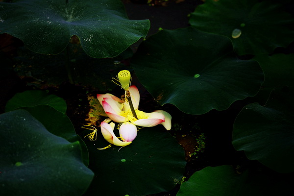 生来不得东风力，终作薰风第一花.jpg