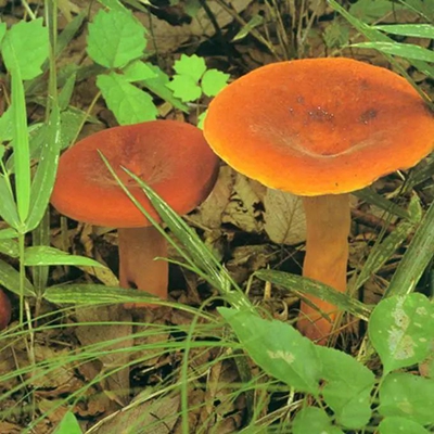成双长对鸡油菌.jpg