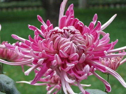 菊花 1.jpg