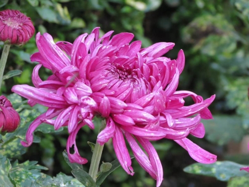 菊花 2.jpg