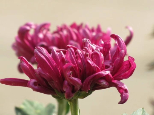菊花 3.jpg