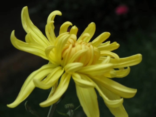 菊花 4.jpg