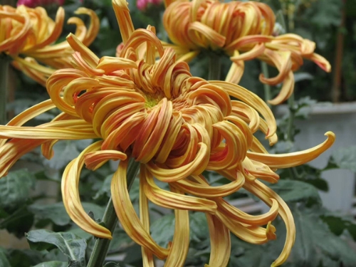菊花 5.jpg