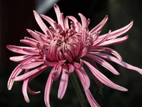 菊花 6.jpg