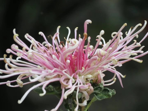 菊花 7.jpg