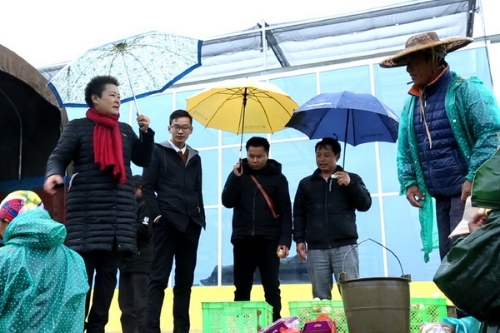段惠仙冒雨查看人参果交易情况.jpg